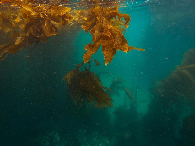 Kelp breakthrough: disruptive processing technology trials yield remarkable gains