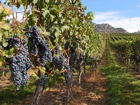 Grapes ready to be harvested.