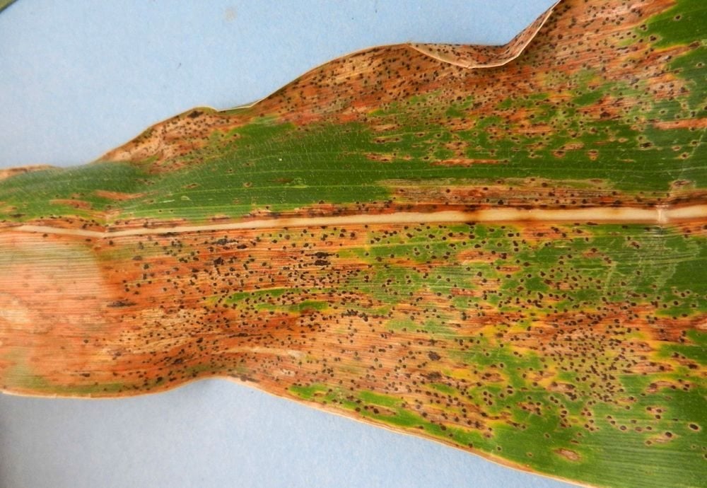 Initial symptoms of tar spot are brownish lesions on leaves of affected corn plants. Black spore-producing spots appear later. (Kiersten Wise photo courtesy Purdue University Botany and Plant Pathology)
