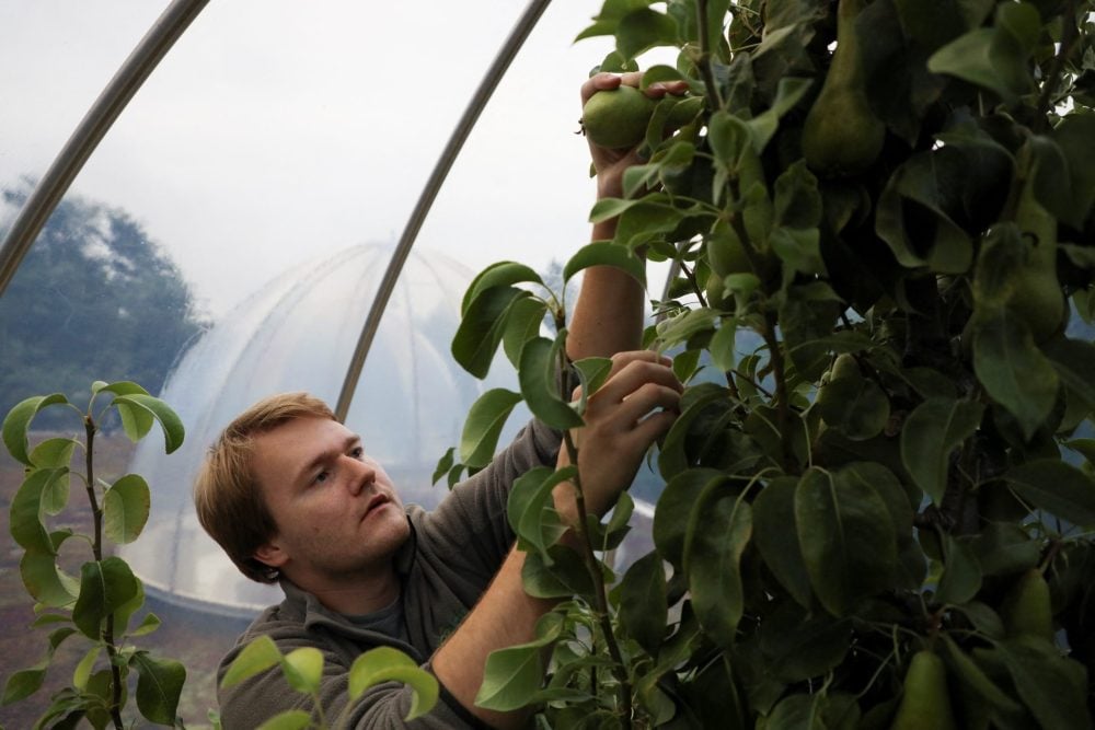 A scientist picks pears in Ecotron, a research facility in which researchers from the University of Hasselt are studying the effects of climate change on biodiversity, in Maasmechelen, Belgium, September 4, 2024. REUTERS/Bart Biesemans
