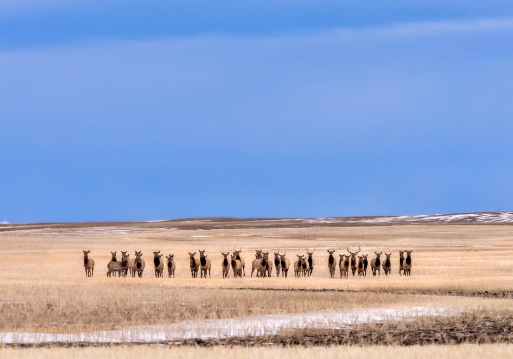 Saskatchewan pilot hunting program to help with wildlife damage