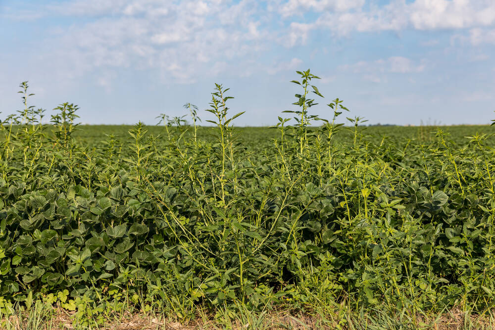 Waterhemp and its crazy advantage