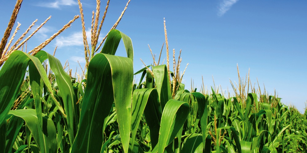 China to grow more corn in 2024/25