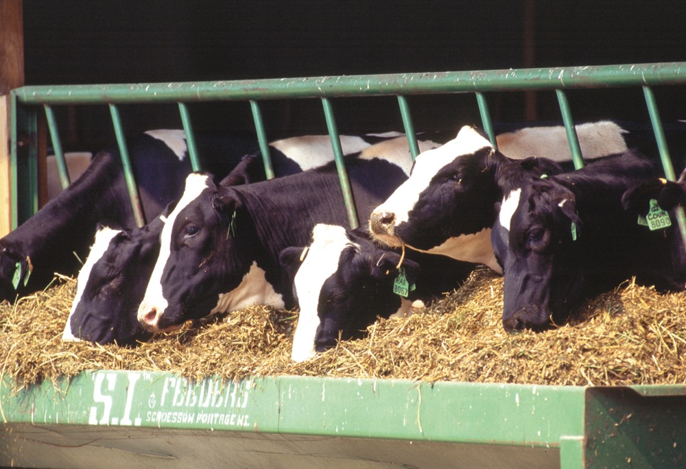 US to begin bulk milk testing for bird flu after push from industry