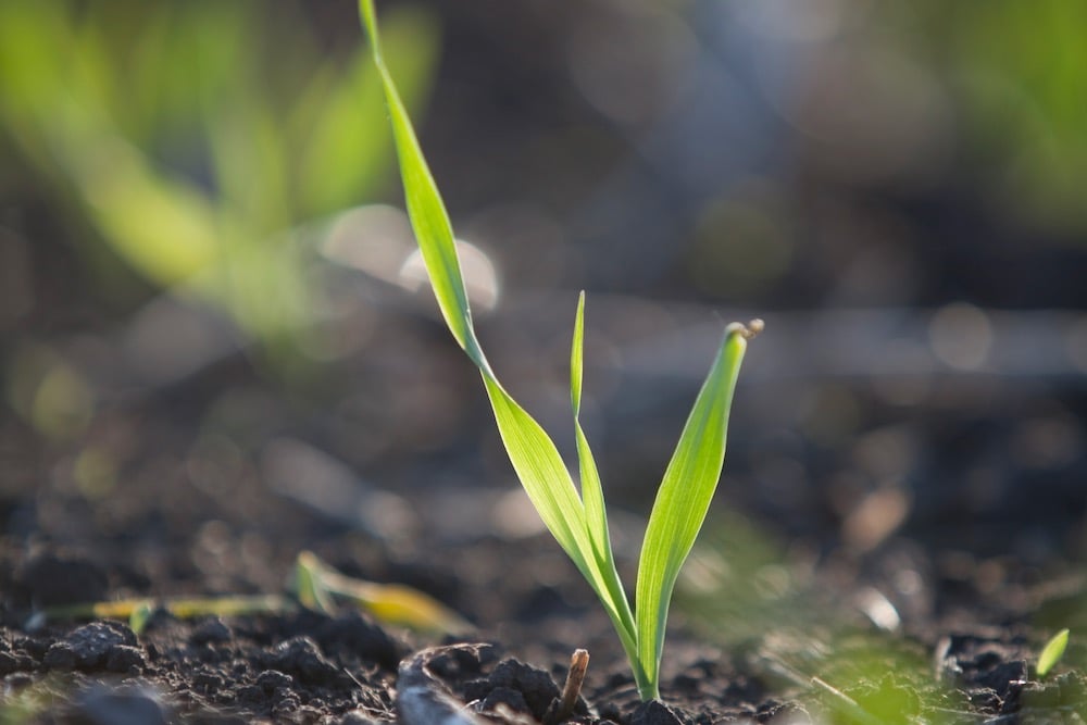 File photo of a barley seedling. (SusanHSmith/iStock/Getty Images)
