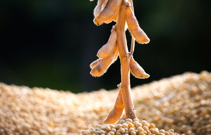 China seeks stronger soybean ties with Russia