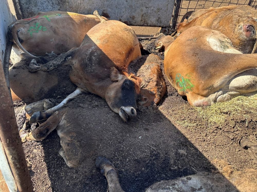 Cows that died after being infected with bird flu await pickup from delayed rendering trucks in Tulare County, California, U.S., October 8, 2024. Crystal Heath/Handout via Reuters    THIS IMAGE HAS BEEN SUPPLIED BY A THIRD PARTY. NO RESALES. NO ARCHIVES
