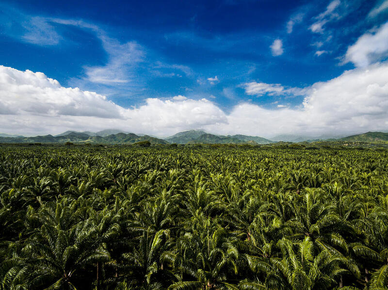 Daabon introduces the world's first carbon-neutral palm oil