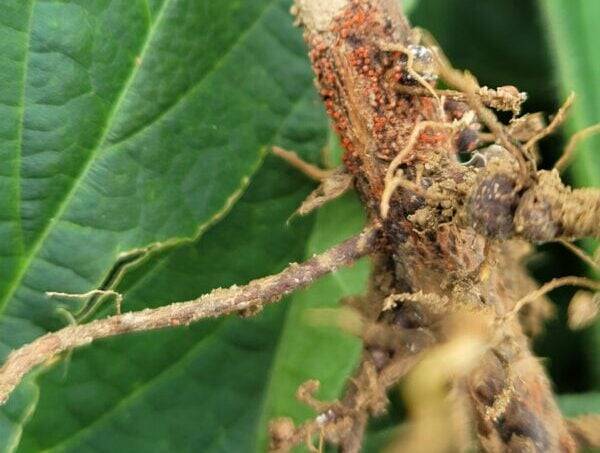 Red rot of soybeans is distinguished by its discolouration at the base of the plant. 