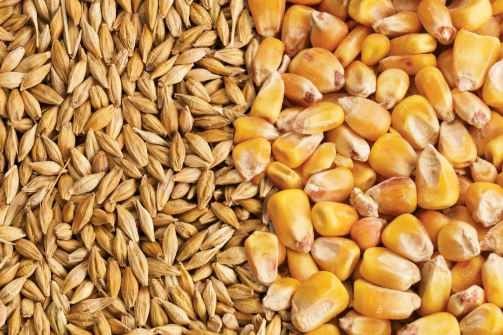 Feed Grains Weekly: Feed prices stabilizing, but weight an issue