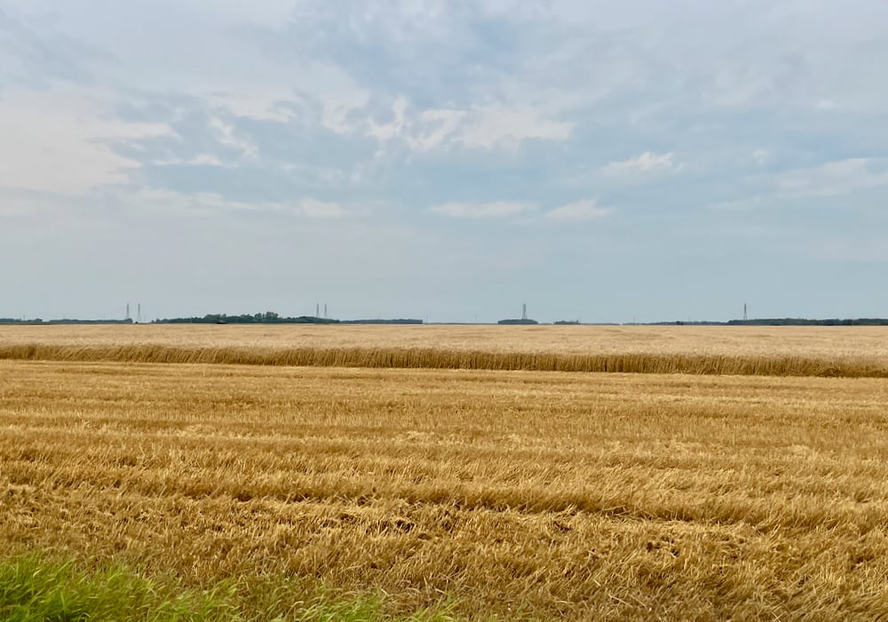 Harsh weather curbs global wheat output, buoys prices