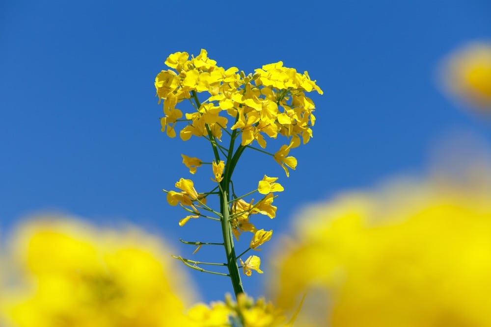 ICE canola weekly outlook: Rising market hits resistance