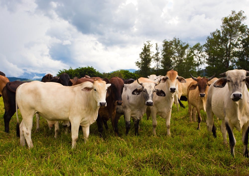 Brazil fines meat packers $64 million for buying cattle from deforested Amazon land