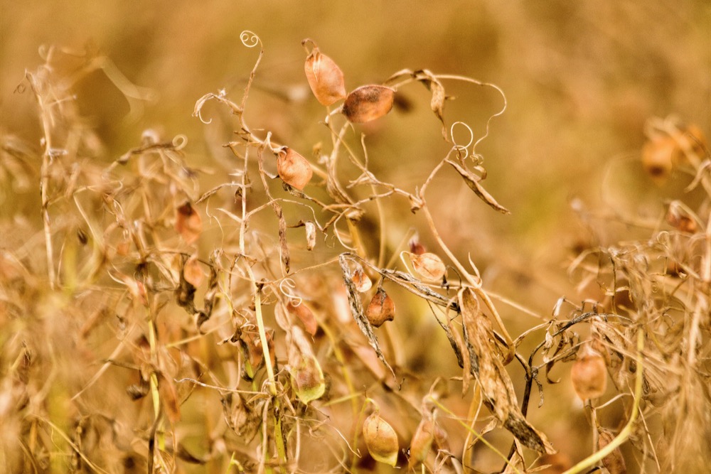 Producers to be paid out 75 per cent on claims against Global Food and Ingredients