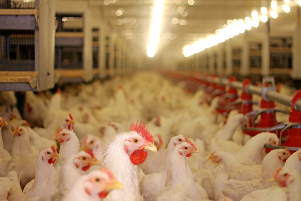 Three new cases of bird flu in B.C. poultry