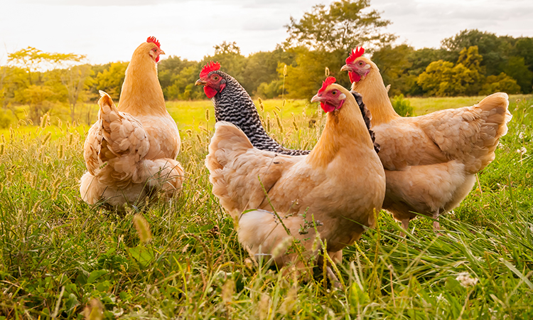 The UK has regained access to the South African poultry market after an eight-year ban, paving the way for up to £160 million in trade over the next five years.