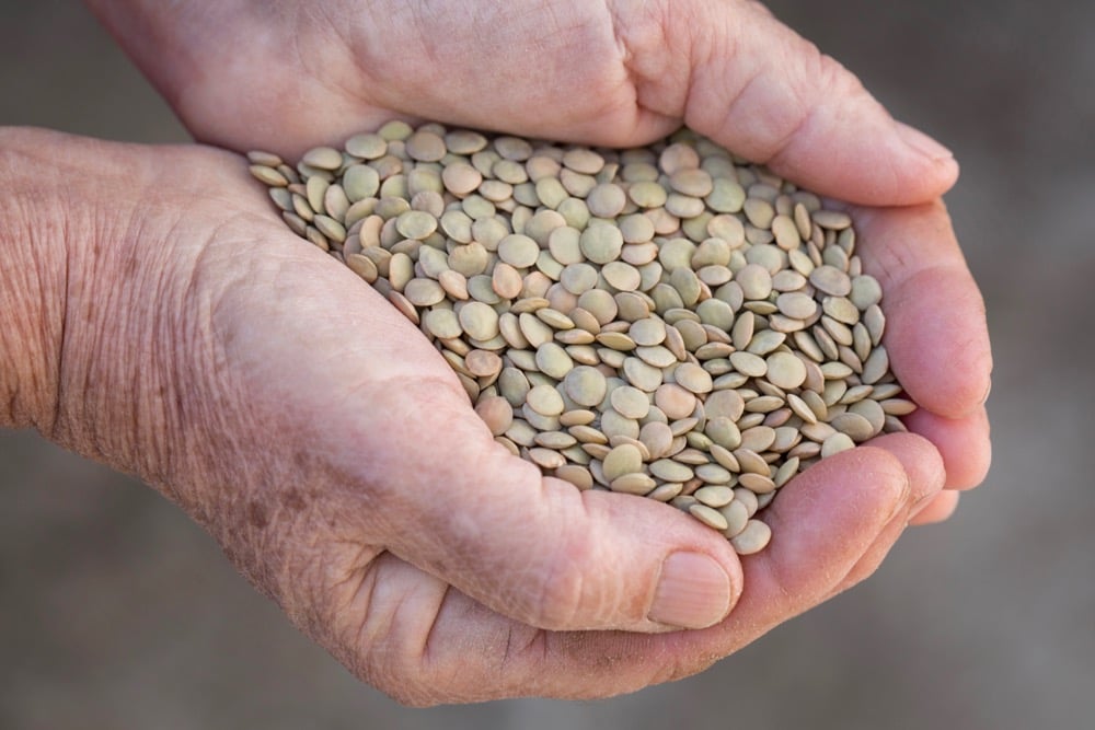 Green lentils. (Savany/iStock/Getty Images)
