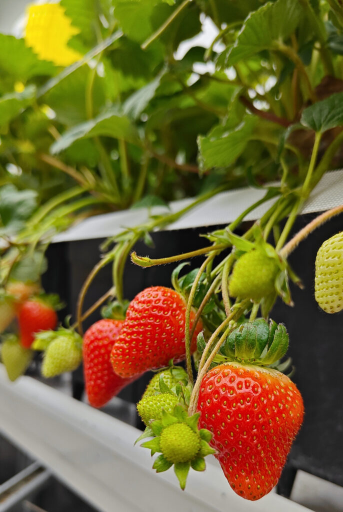 Vertiberry chooses Sollum's LED solution for its strawberry TCEA facility