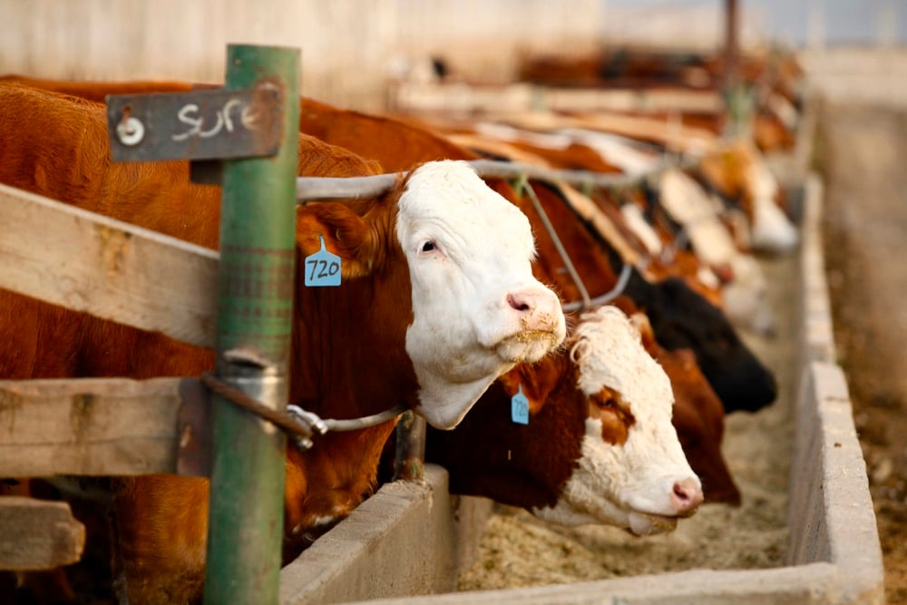 Photo: Canada Beef
