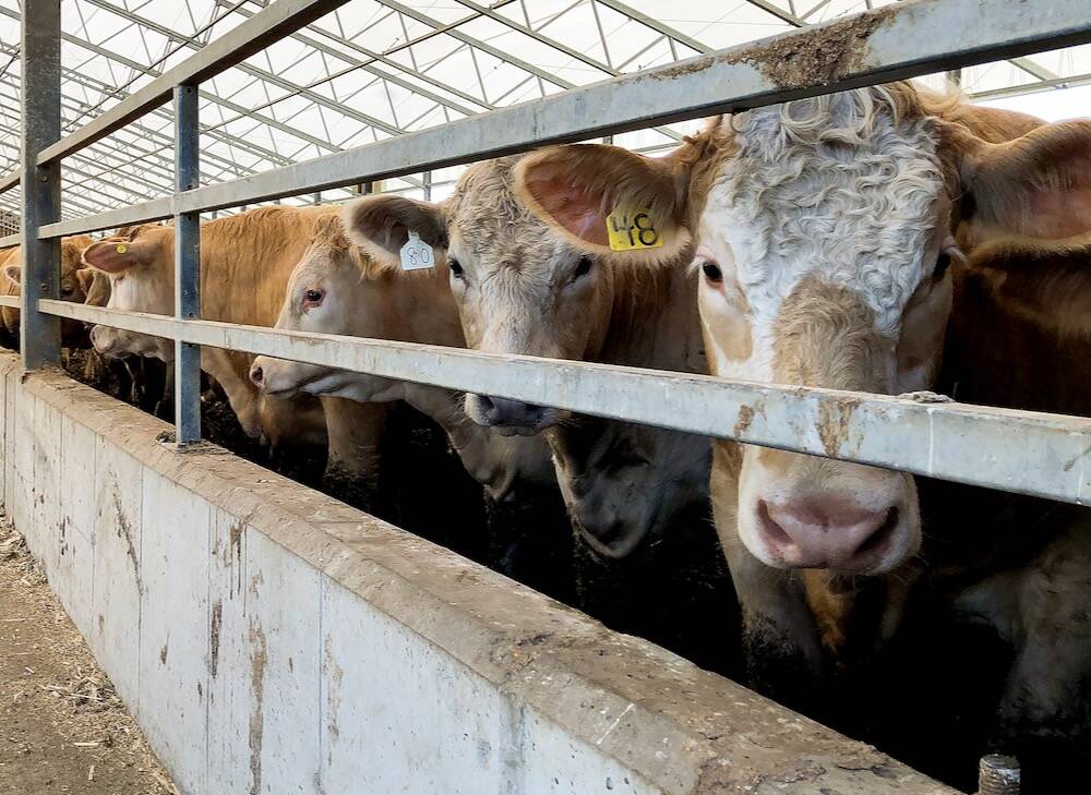 Cows that eat corn with the Enogen trait are about five per cent more feed efficient. 