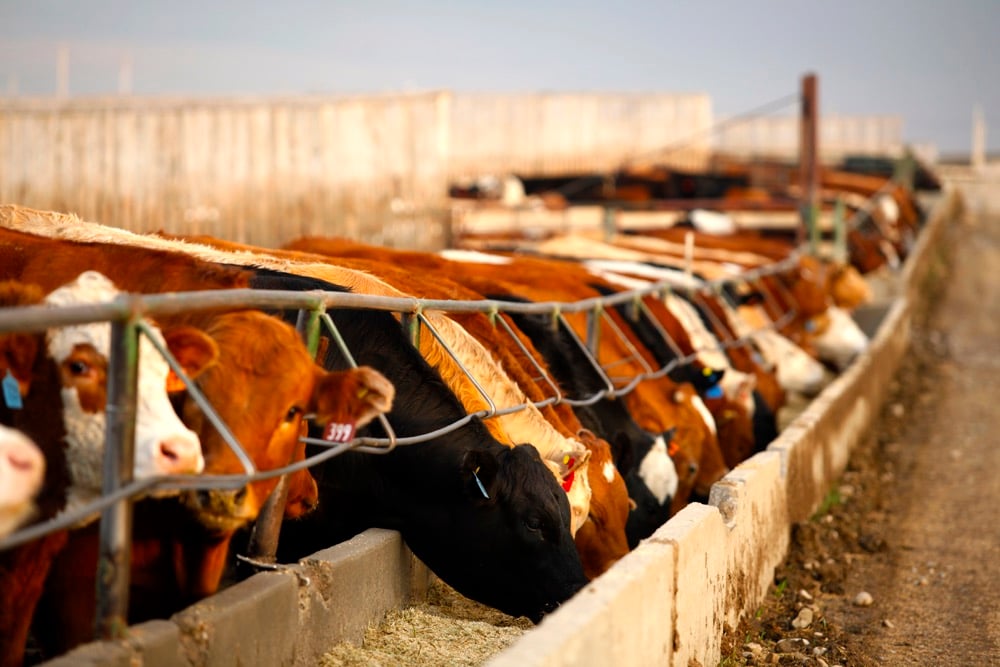 Photo: Canada Beef
