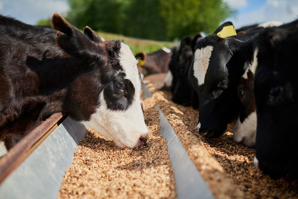 Arla Foods partners with Morrisons, Tesco, and Aldi to trial Bovaer® feed additive, aiming to reduce methane emissions in dairy farming.