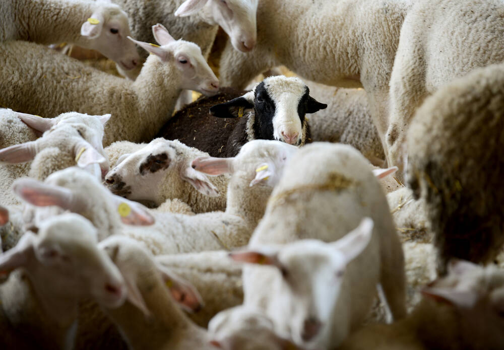 A long anticipated Agriculture, Food and Rural Affairs Appeal Tribunal decision regarding Ontario Sheep Farmers (OSF) charging licence fees to non-resident producers will see the organization clarify language in its general regulations to exempt out-of-province sales.