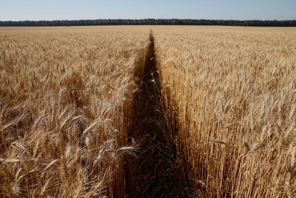 File photo of a wheat field in northern Ukraine on July 14, 2016. (File photo: Reuters/Valentyn Ogirenko)
