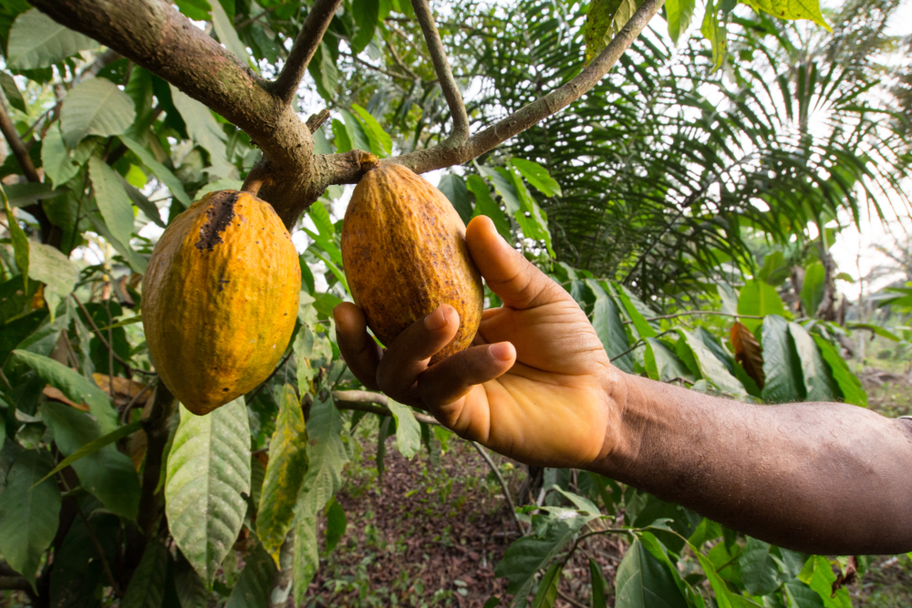 New framework signed to tackle child labour in West Africa’s cocoa-growing regions