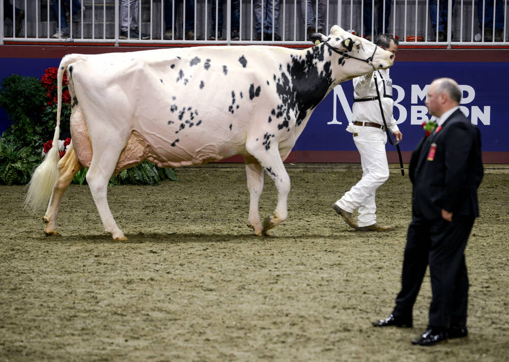 Erbacres Snapple Shakira ET-EX-97 and handler Tyler Doiron captured the B&W Holstein Longtime Production 70,000 + kg class at the Royal Agriculture Winter Fair and finished reserve in B&W grand champion competition. 