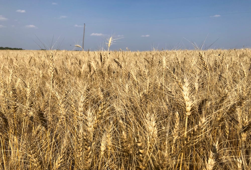 Prairie Wheat Weekly: Declines in U.S. wheat, loonie lead to mixed prices