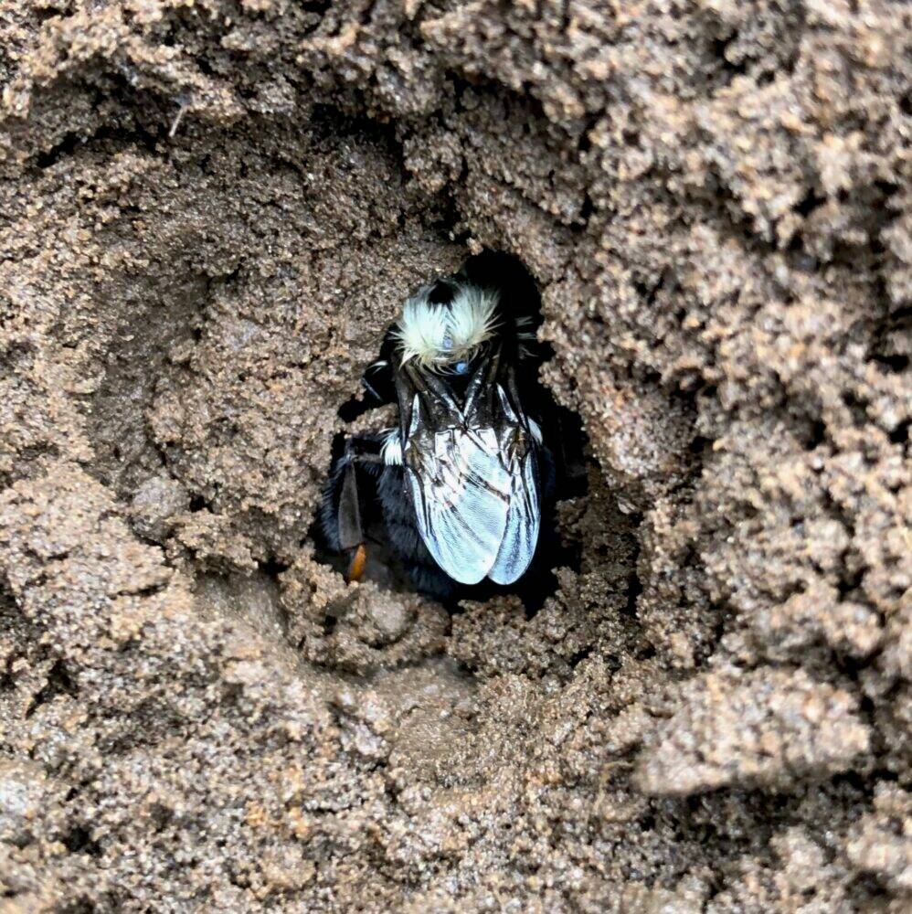 Researchers found the queen bumblebees tended to avoid the clean soil and were twice as likely to be drawn to soil contaminated with one of five pesticides.