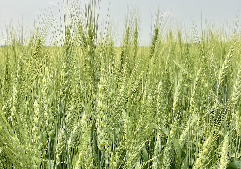 Russian farmers ditch wheat for other crops after heavy losses