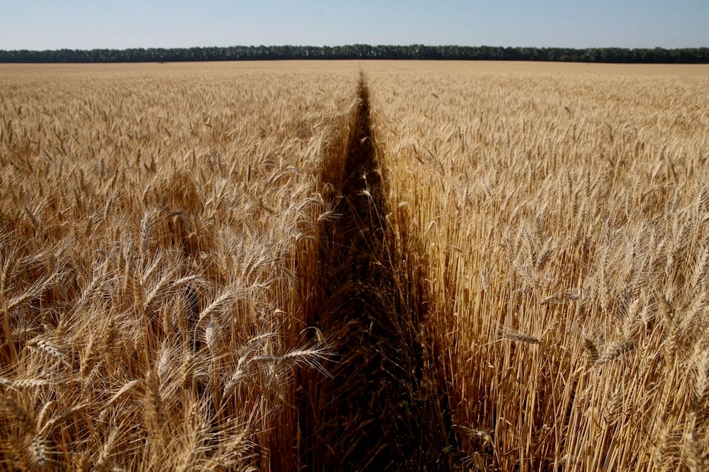 Ukraine 2025 wheat crop seen rising on larger sowing area, minister says