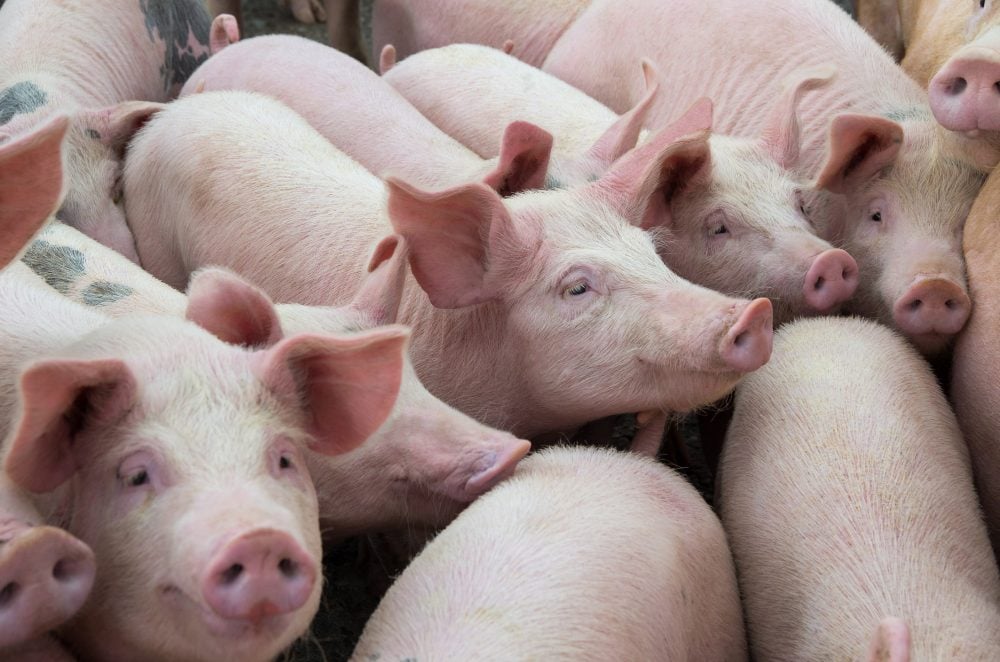 China’s pork production in the third quarter fell 0.8 per cent from a year earlier, government data showed on Friday, falling on an annual basis for a third consecutive quarter as poor meat consumption hampered slaughter rates. Photo: Deyanarobova/iStock/Getty Images
