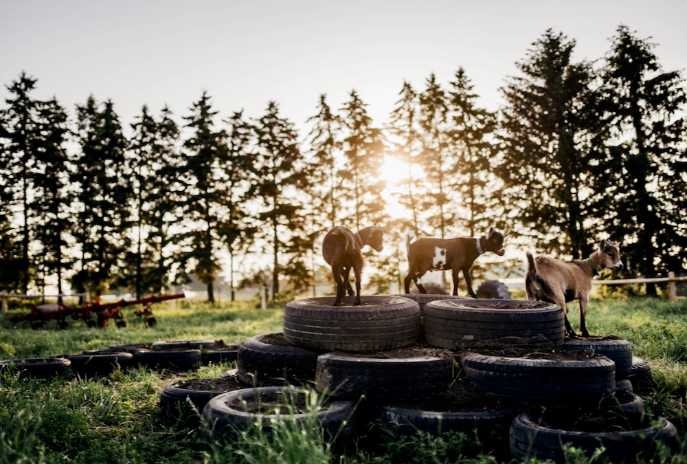 Goats play outside at the agritourism area at Udderly Ridiculous farm, which has been a beneficiary of training form Innovation Guelph.