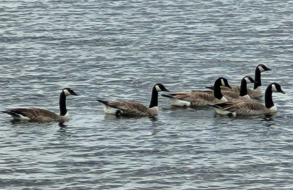 Waterfowl such as Canada geese are carriers of avian influenza.