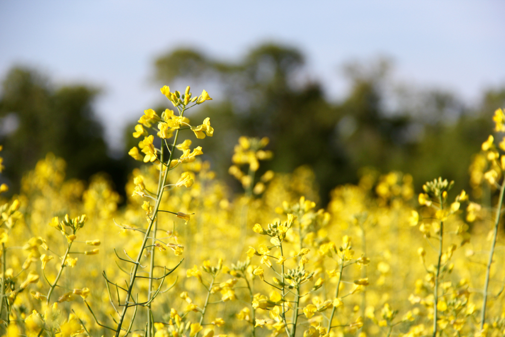 Australia’s canola improves but still lower than 2023/24