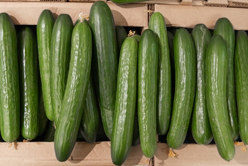 CDC warns of salmonella outbreak linked to cucumbers