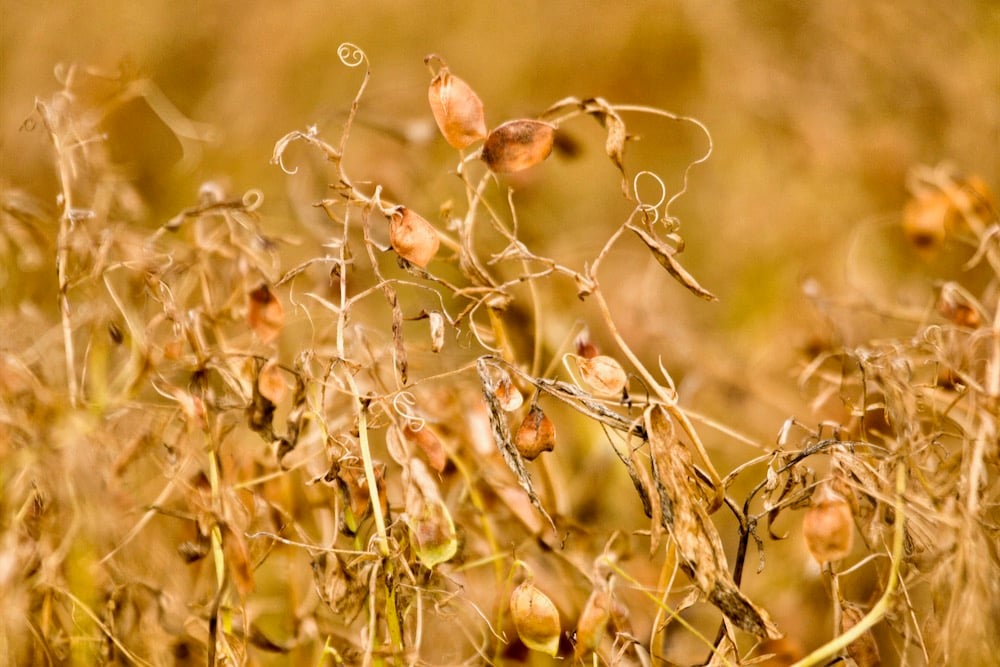 File photo of a lentil crop before harvest in Saskatchewan. (Bobloblaw/iStock/Getty Images)
