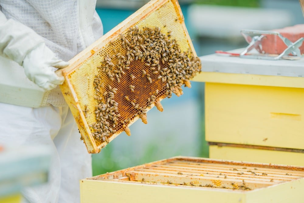 Canadian honey production down in 2024