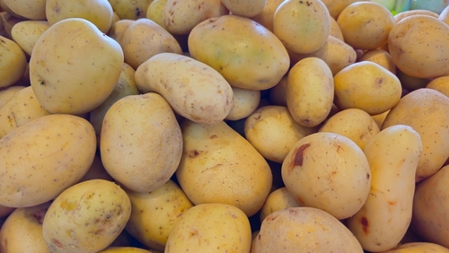 Climate-ready crops: potato yield boosted by 30% under heatwave conditions