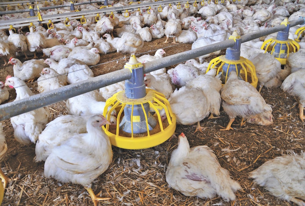 Farmers have stepped up biosecurity as the current strain of avian influenza is more transmissible than other outbreaks.