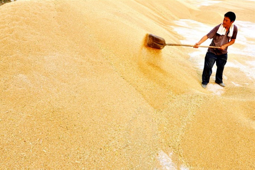 A farmer in China piles wheat.  Photo: Reuters/File
