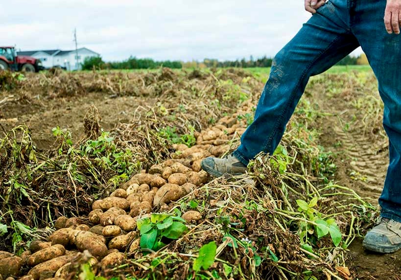 Global food yields have grown steadily during last six decades