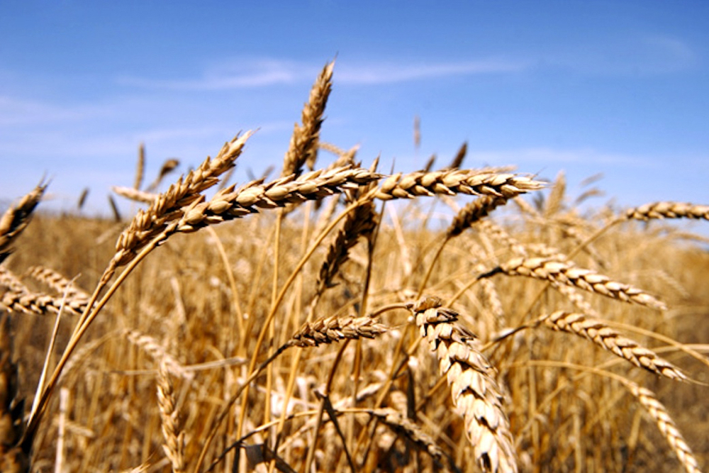 Grain Growers of Canada elects new executive