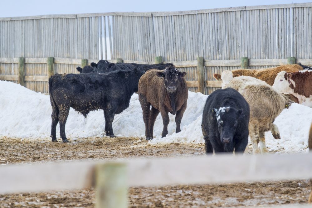 Saskatchewan cow tests positive for bovine tuberculosis