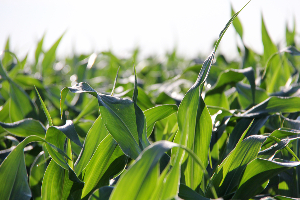 US wins Mexico GM corn dispute case as panel finds curbs not science-based