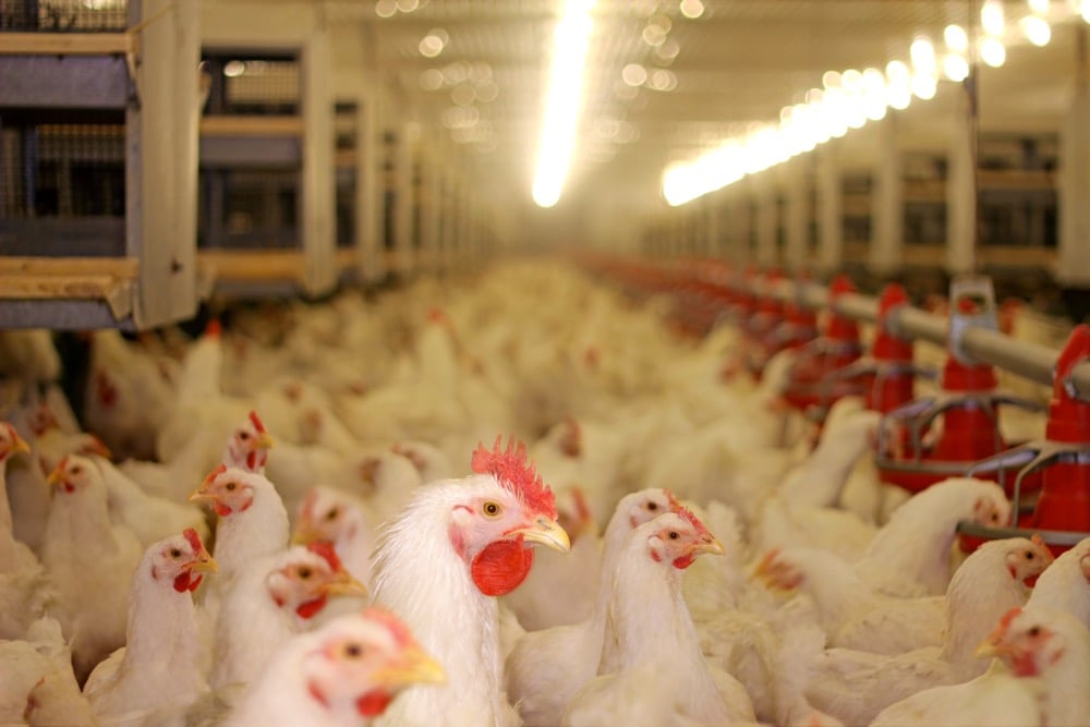 US to build new stockpile of bird flu vaccine for poultry