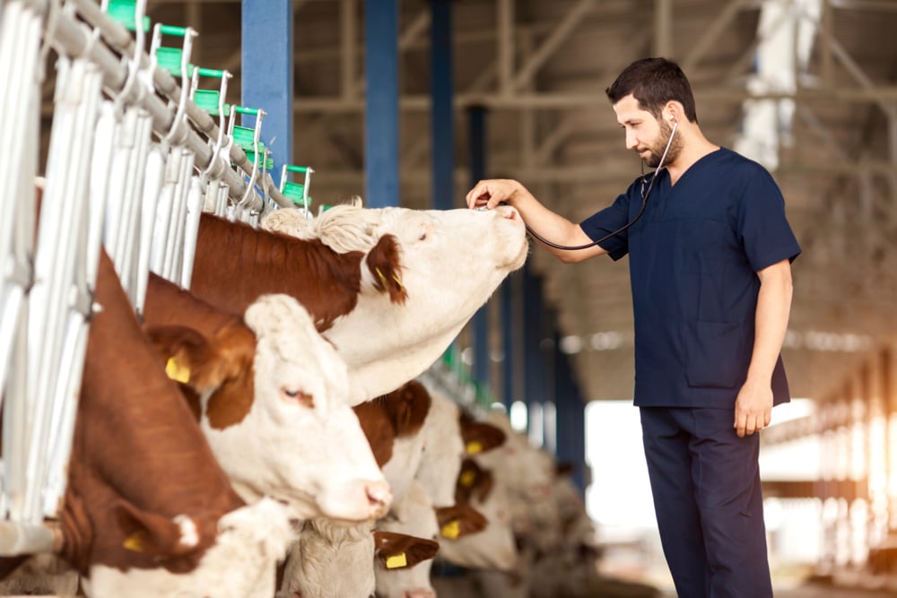 Germany confirms first case of foot-and-mouth disease in nearly 40 years